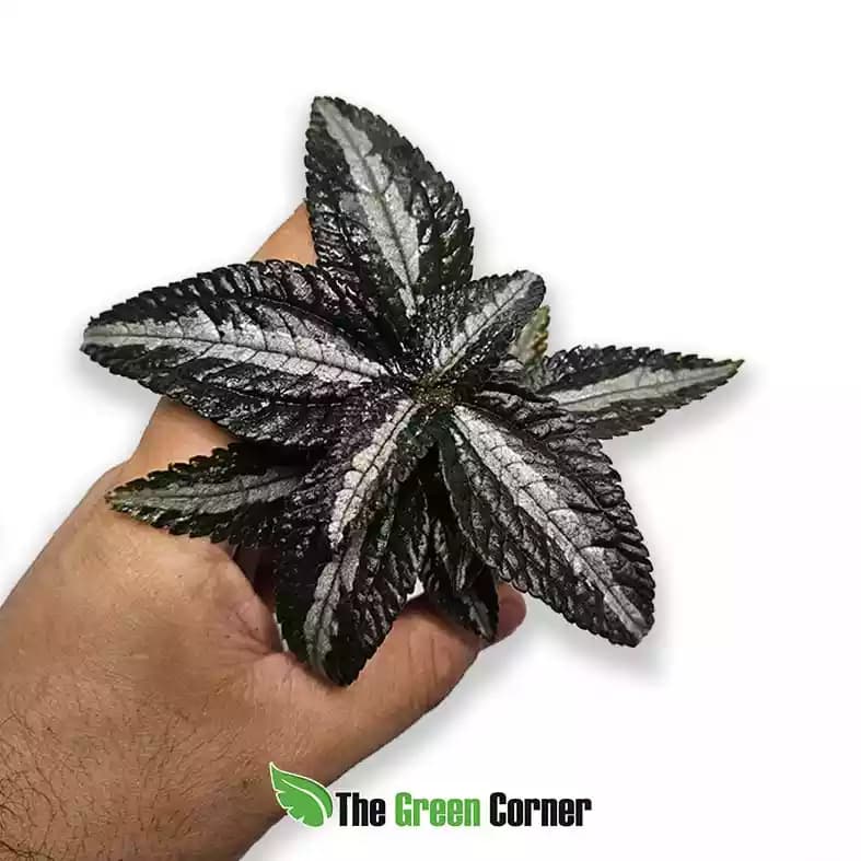 Pilea spruceana 'Bronze'
