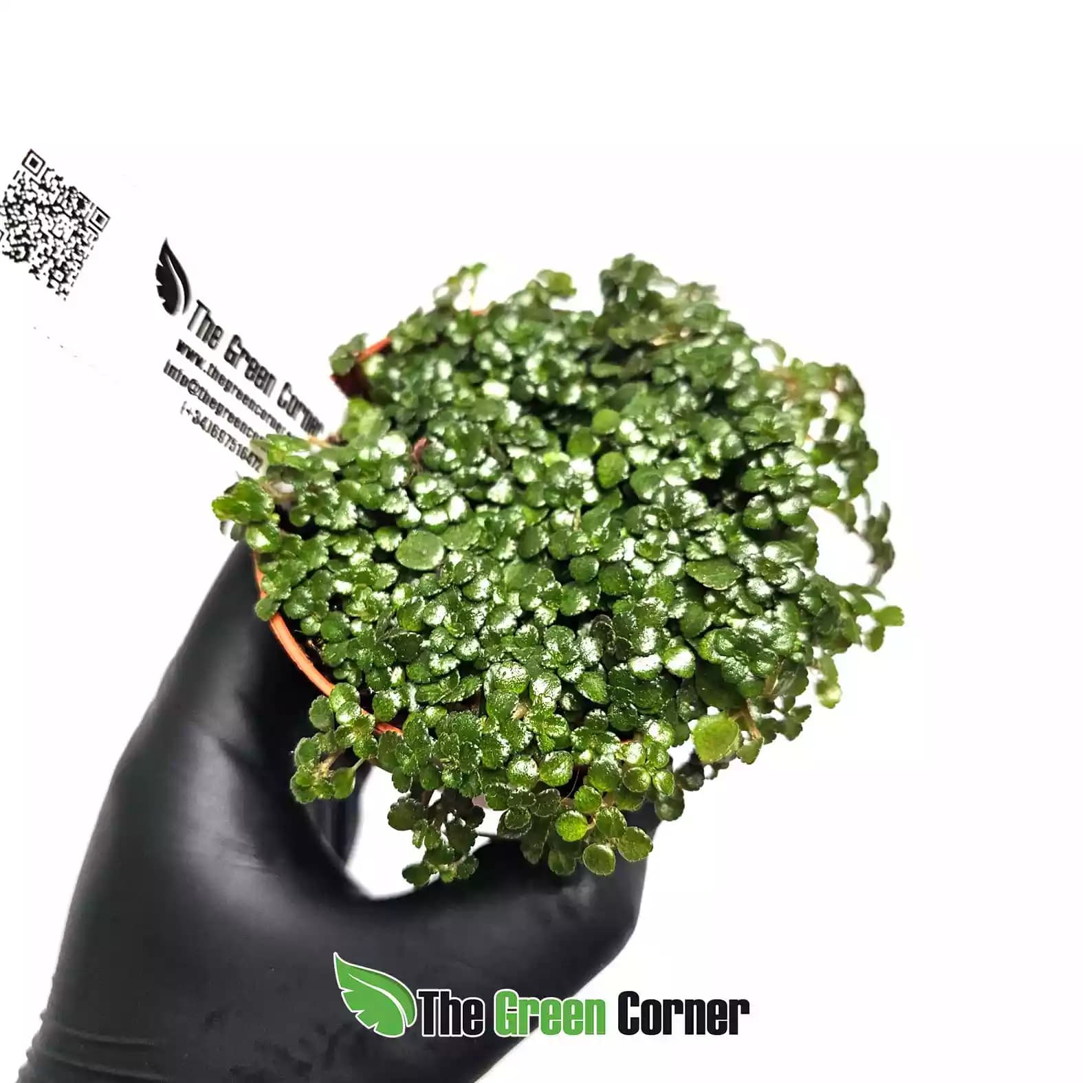 pilea-glauca