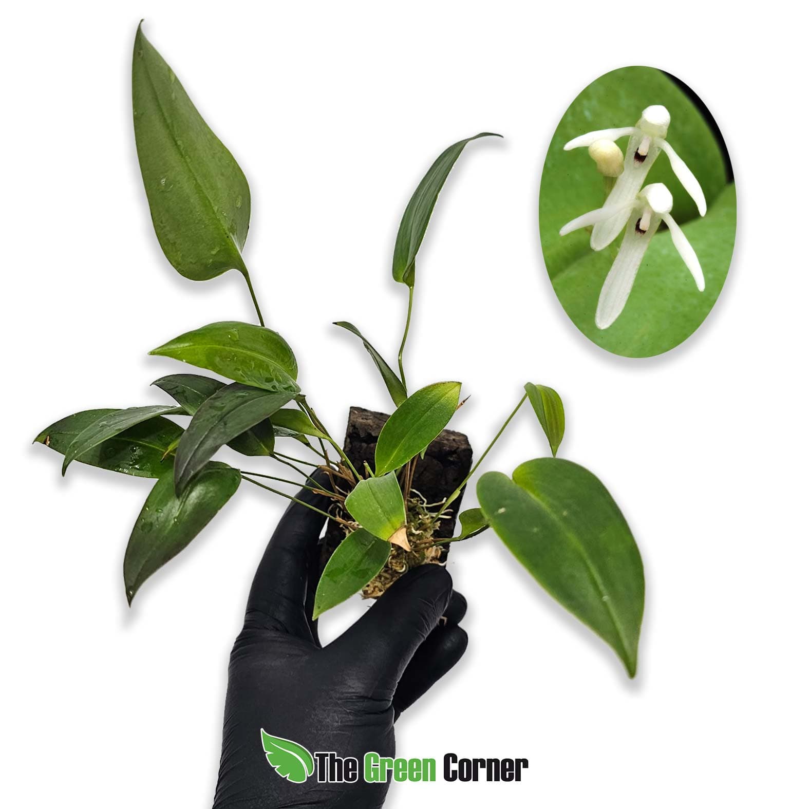 Pleurothallis reineana