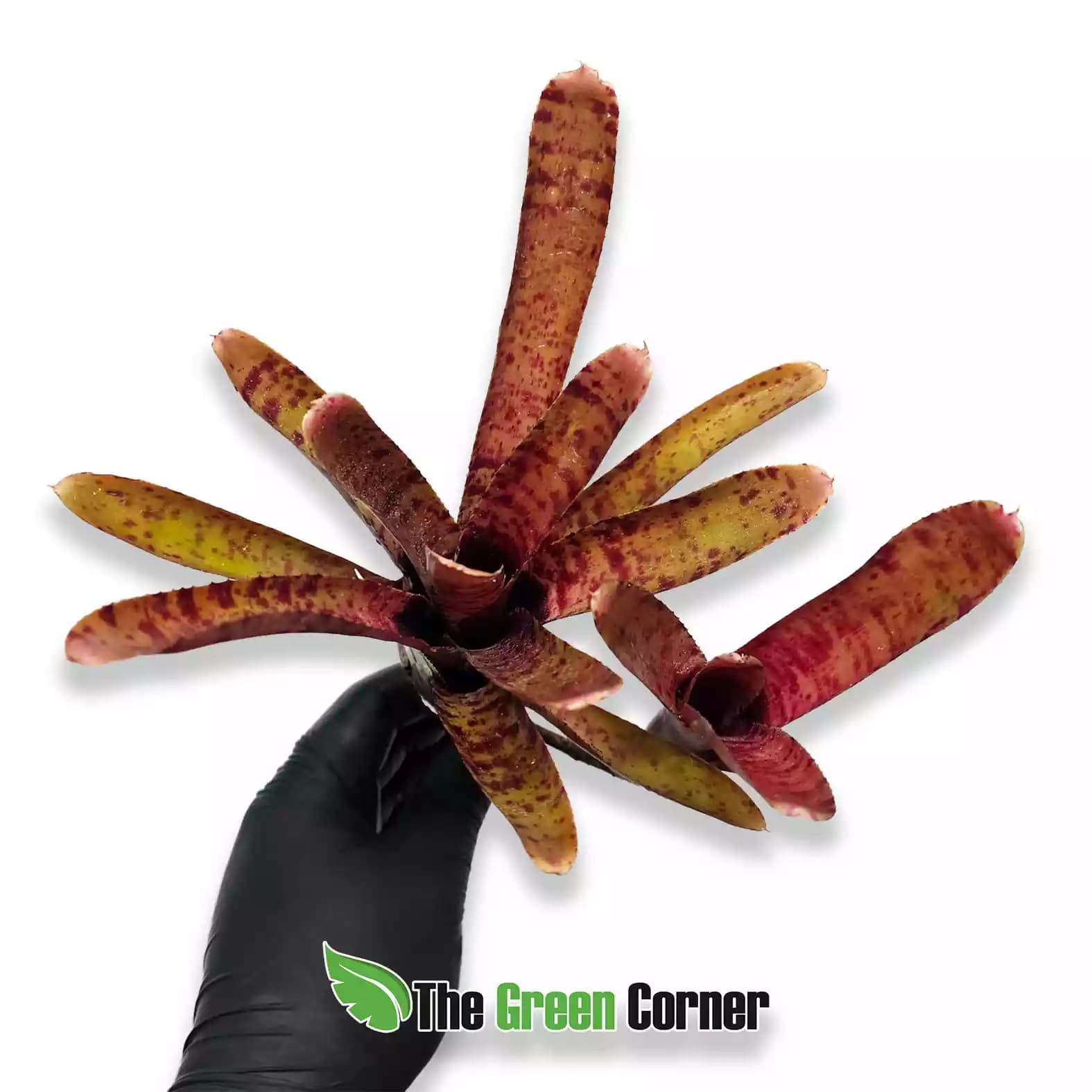 punctarisima-rubra-hybrid-detalle