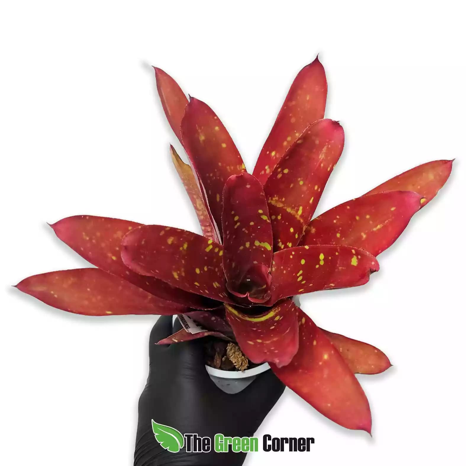 Neoregelia Red Goodies
