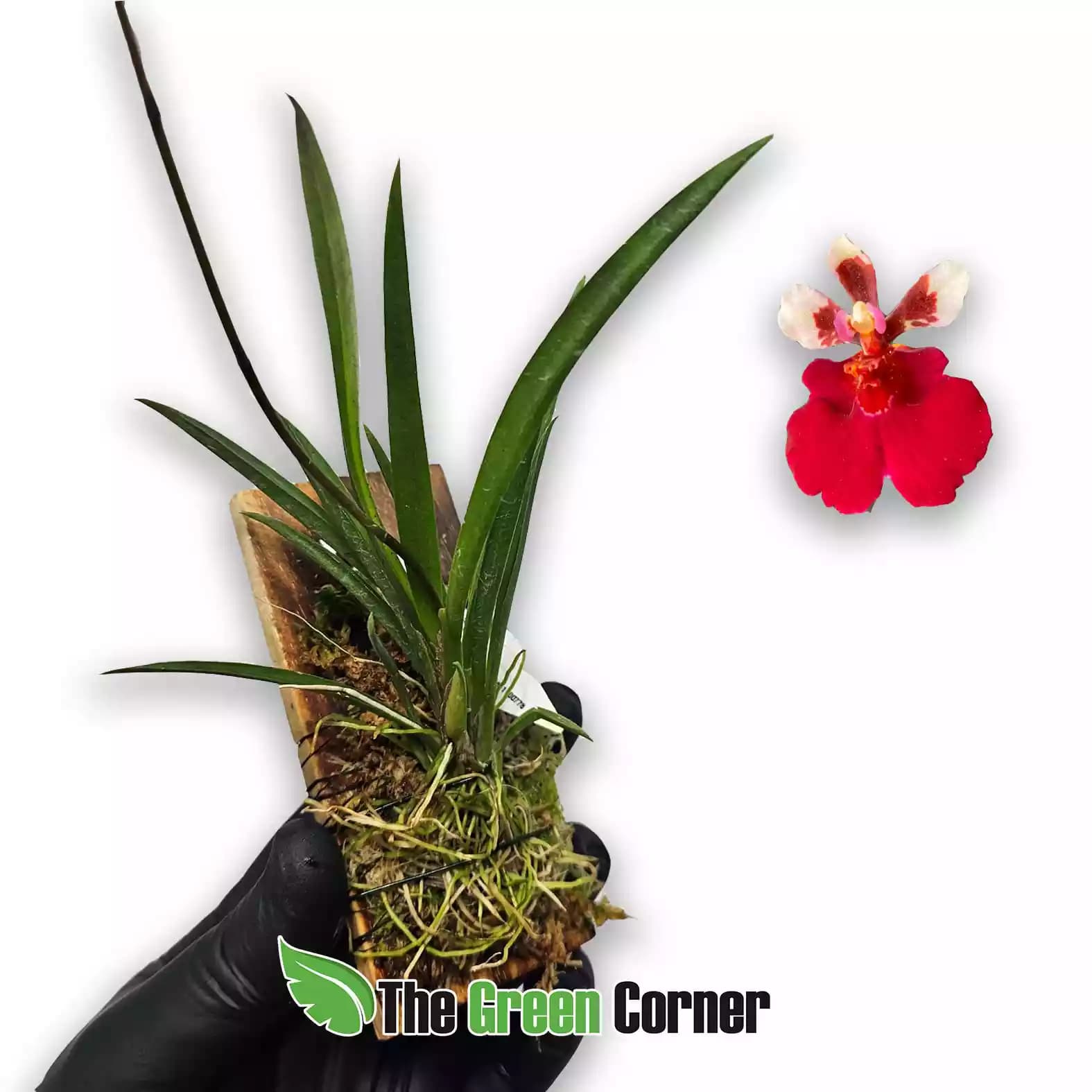 tolumnia-red-cherry