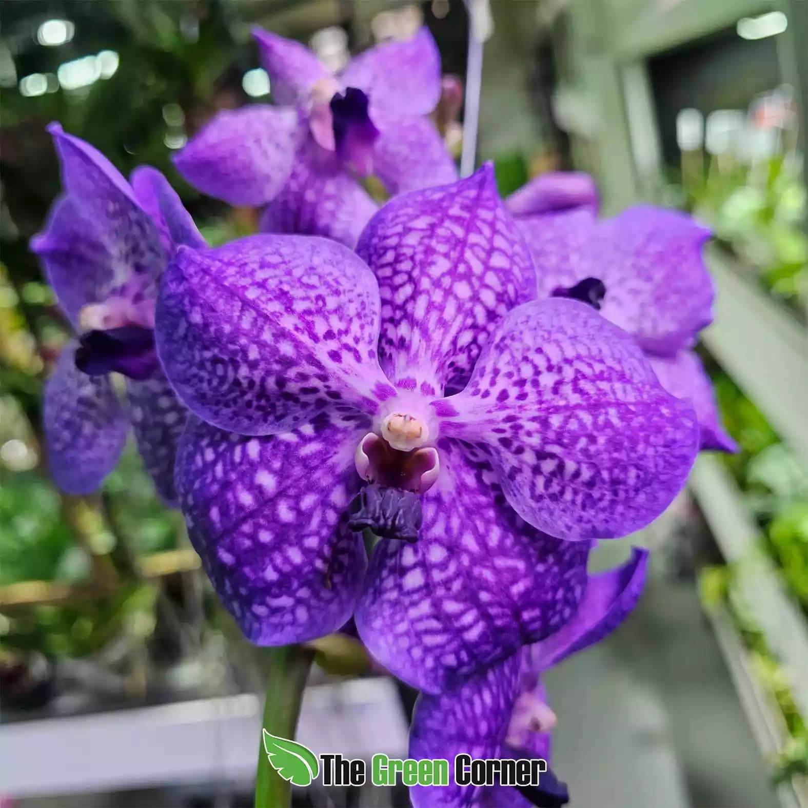 Vanda híbrida Azul XXL