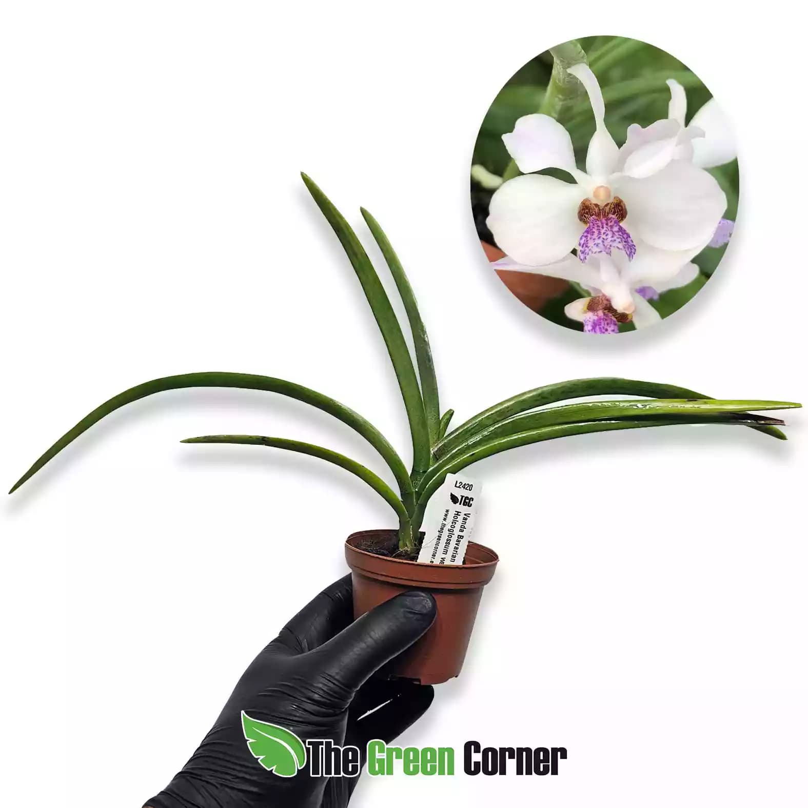 vanda-babarian