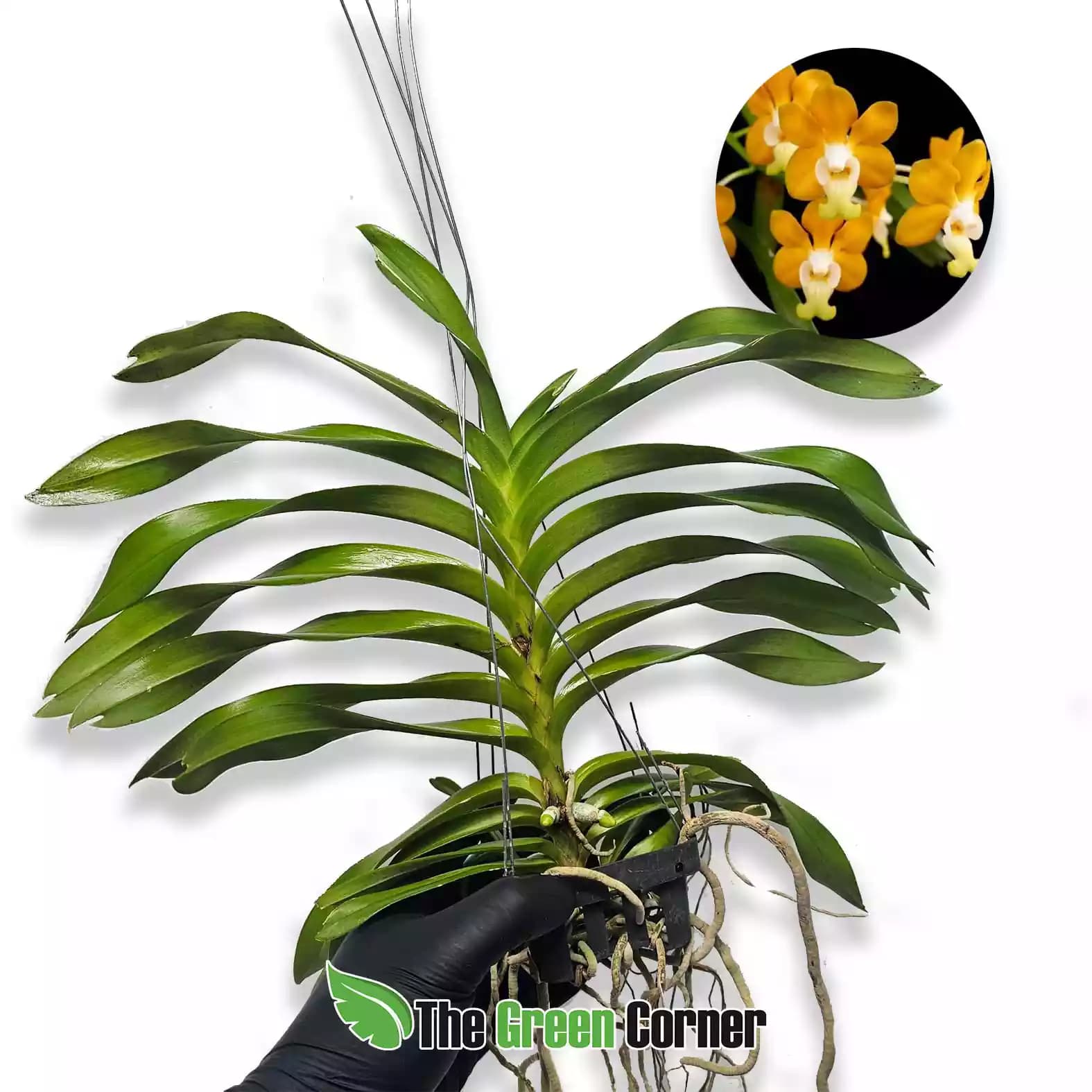 vanda-densoniana