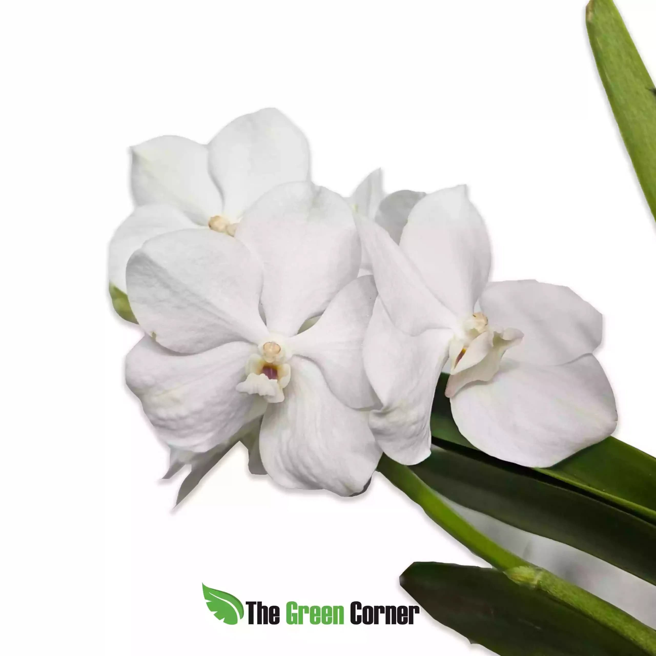 vanda-hibrida-blanca