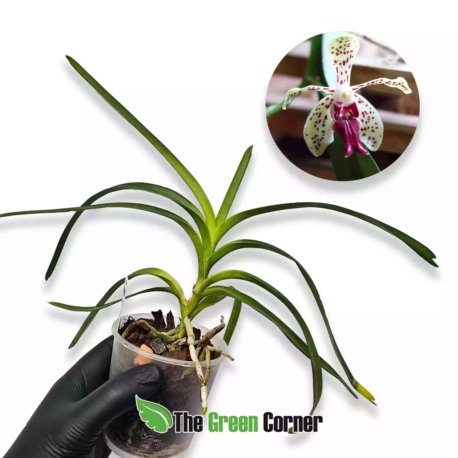 vanda-paki