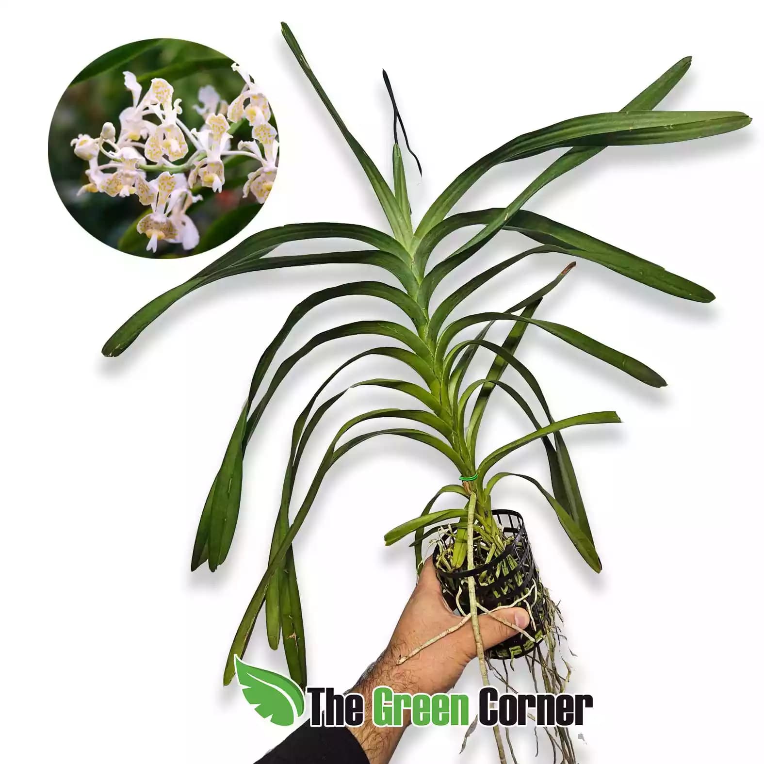 vanda-tricolor-suavis-alba