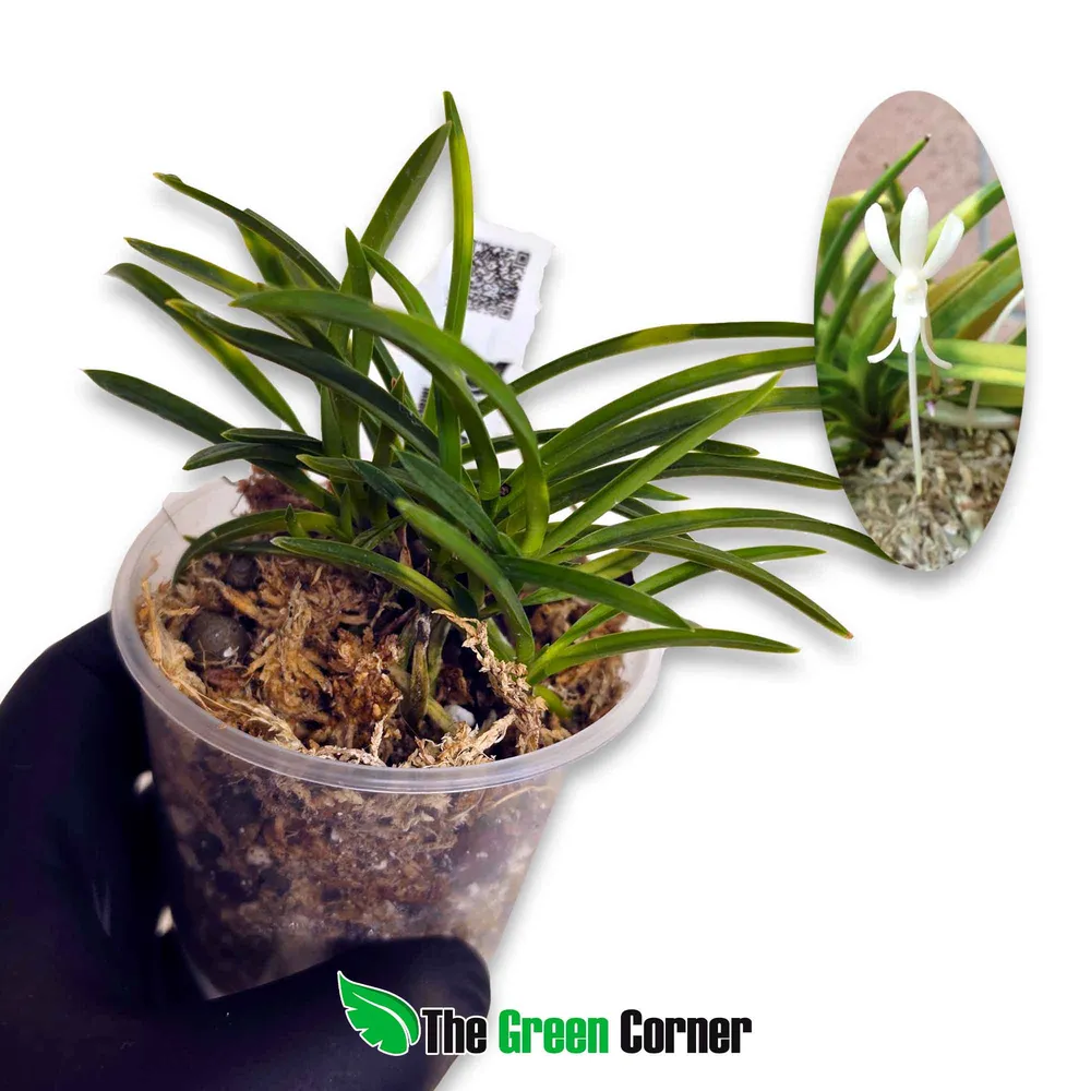 Neofinetia falcata 'Setsuzan', un fukiran de hojas variegadas, en su maceta tradicional