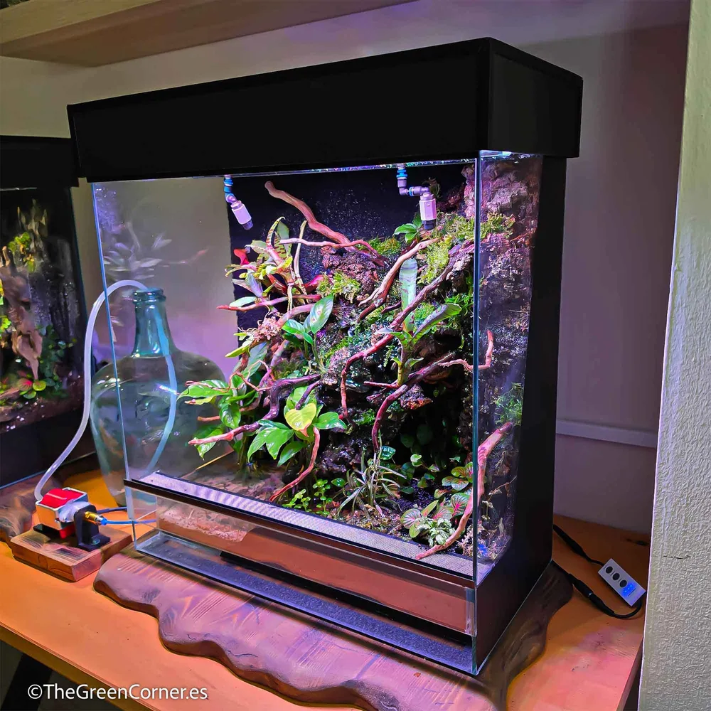 Cultivo de orquídeas en terrarios: guía completa