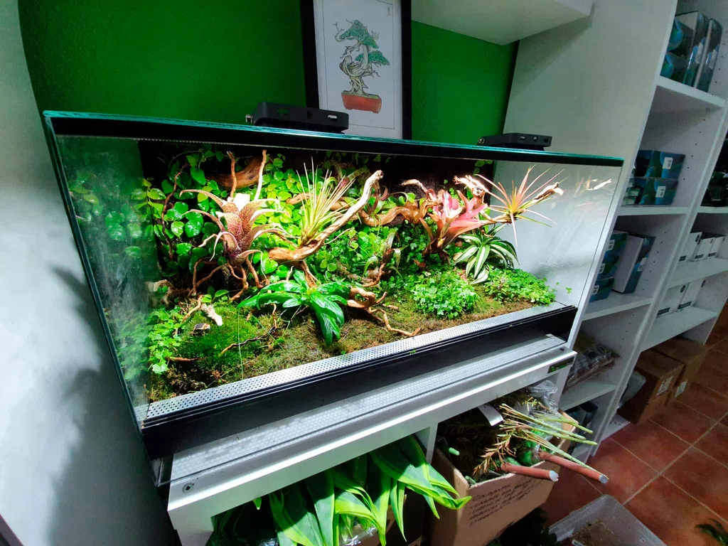 Ejemplo de terrario tropical simple para reptiles