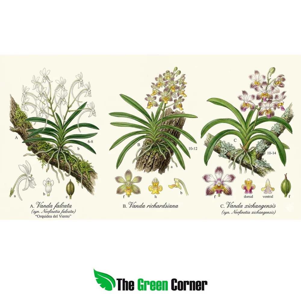 Fukiran: historia de la Vanda falcata en Japón y su culto