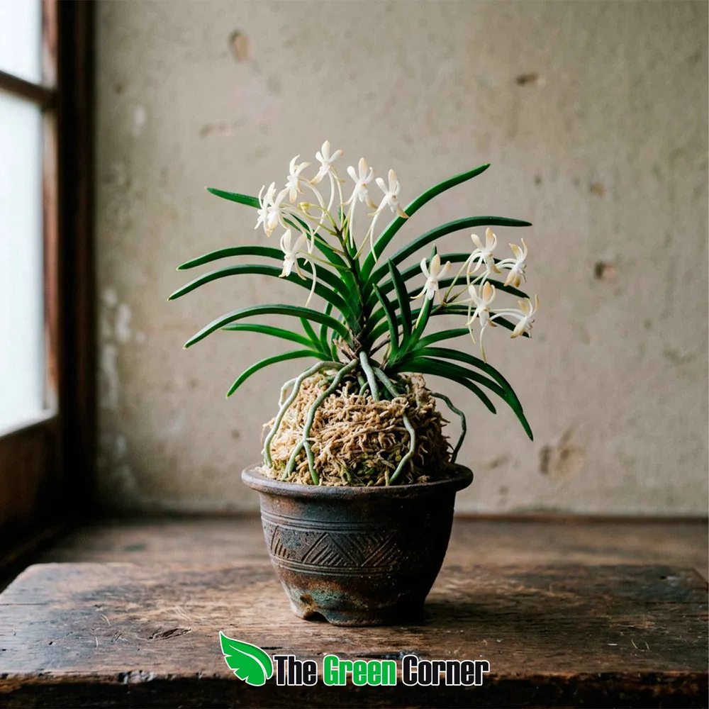 vanda falcata en exposicion