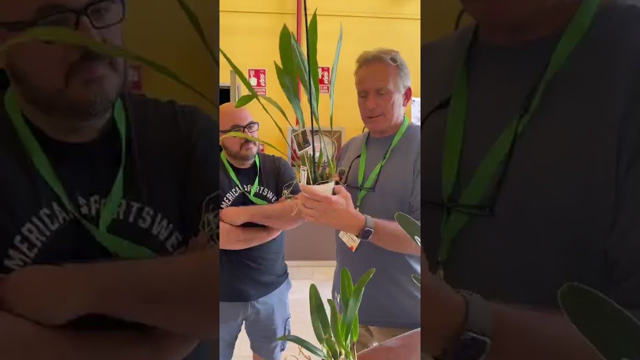 Sorpresas, reyes de las orquídeas y joyas botánicas en el Congreso de Burjassot