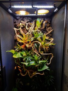 Terrario para Camaleon: Ecosistema a medida para su habitat