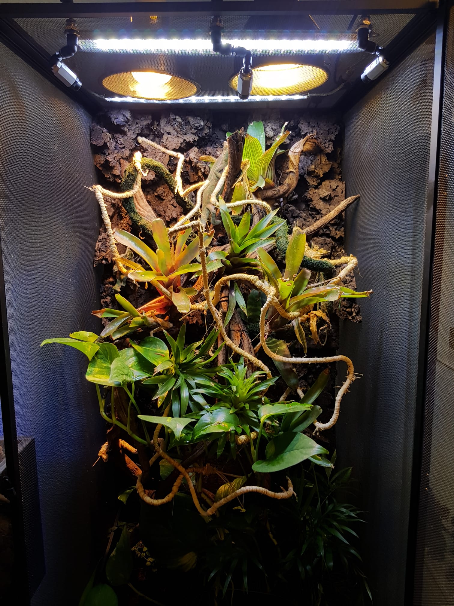 Terrario para Camaleon: Ecosistema a medida para su habitat