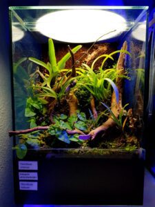 Pequeño sistema para mantenimiento de micro-orquídeas botánicas