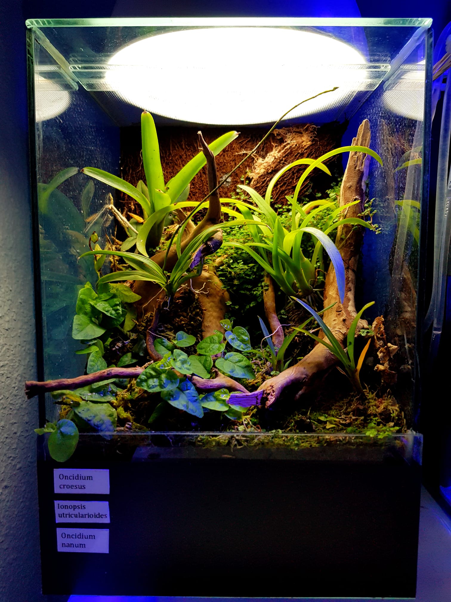 Pequeño sistema para mantenimiento de micro-orquídeas botánicas