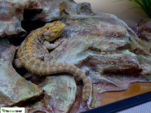 Terrario para pogona: Habitat para un Dragon Barbudo 120x50x50