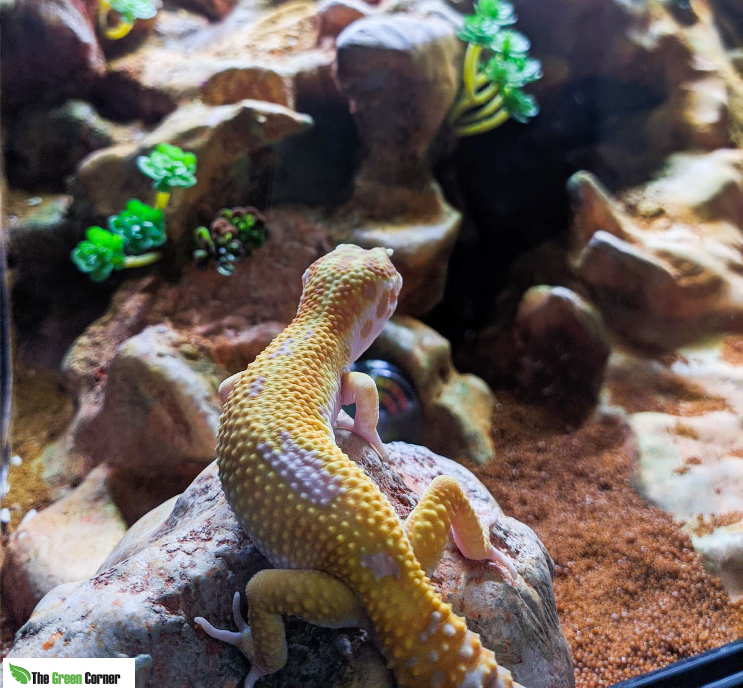 Terrario para Gecko Leopardo (Eublepharis macularis)
