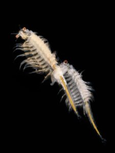 1200px-Artemia_salina_2