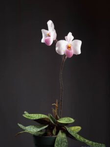 800px-Paphiopedilum_delenatii_'Full_Moon'_x_'Purple_Lantern'_(42637753592)