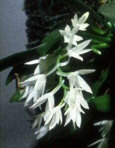 Aerangis_hyaloides_