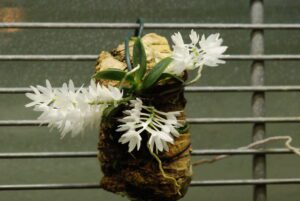 Aerangys-Hyaloides