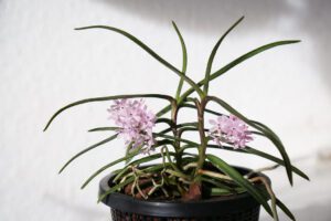 Ascocentrum christensonianum-EJEMPLAR