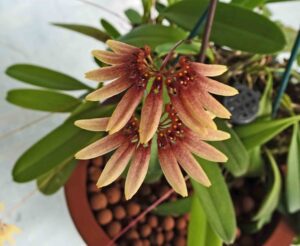 Bulbophyllum Lepidum-detalle