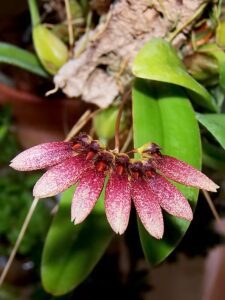Bulbophyllum Lepidum-flor
