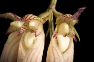 Bulbophyllum longissimum-detalle-flor