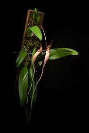 Bulbophyllum longissimum-montado