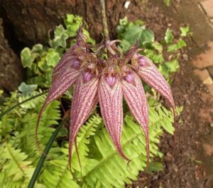 Bulbophyllum_rothschildianum,_bloeiwyse,_Safari-uitstalling