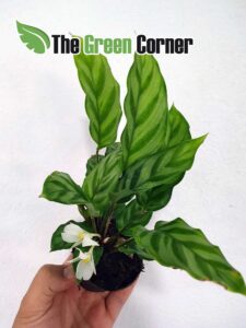 Calathea-ejemplar