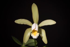 Cattleya forbesii-flor