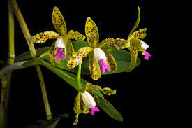 Cattleya guttata-ejemplar