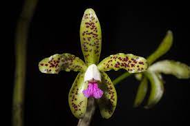 Cattleya guttata-flor