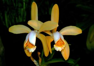 Cattleya_forbesii_Orchi_2012-09-14_006