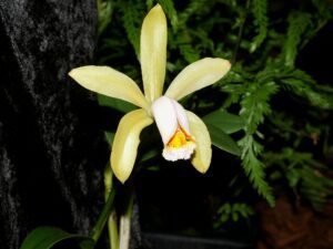 Cattleya_forbesii_f._aurea_Orchi_149