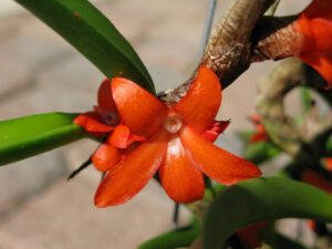 Ceratostylis Rubra-flor