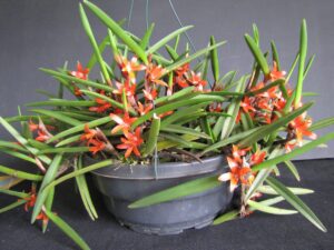 Ceratostylis_rubra