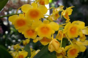 Dendrobium-crhyxo