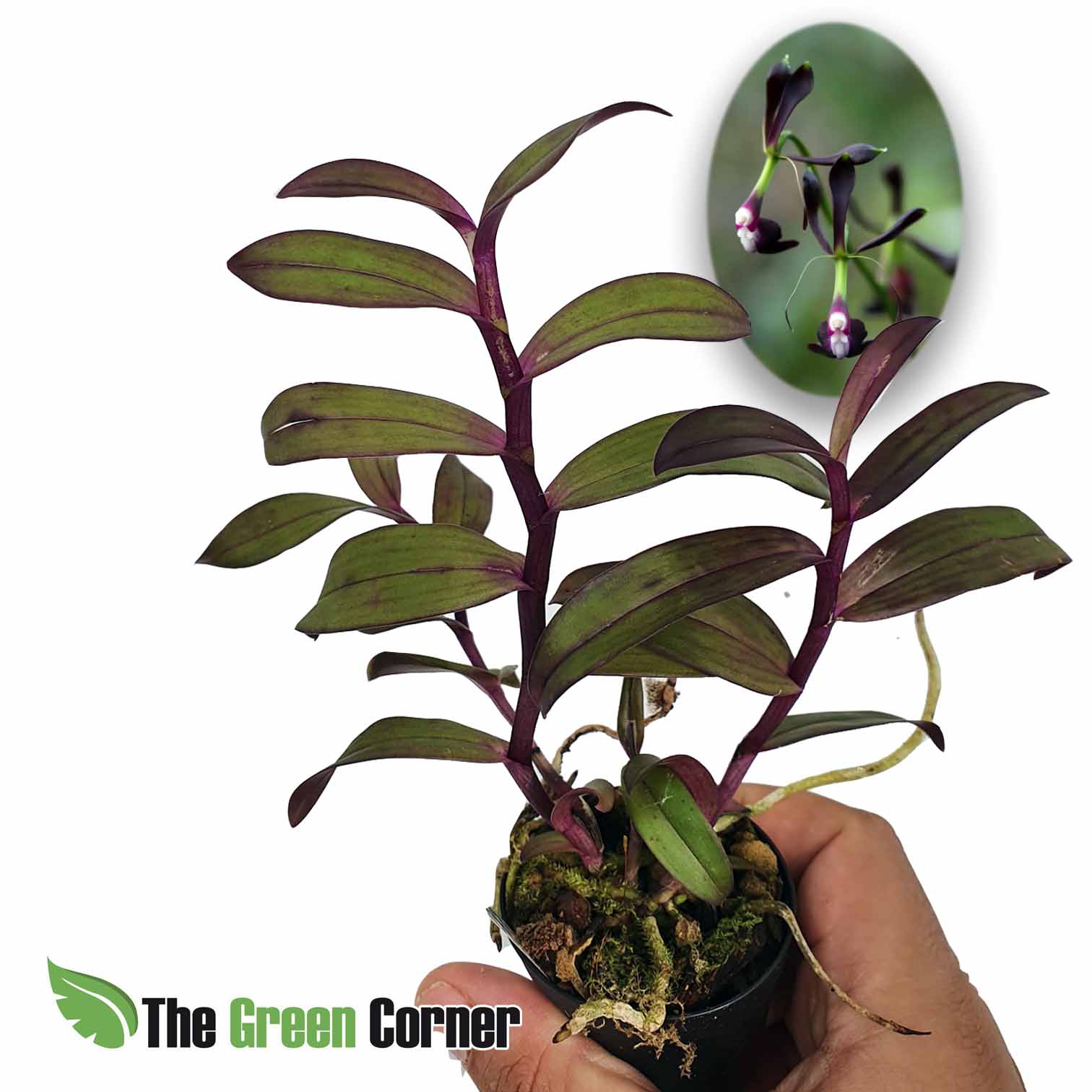 Epidendrum melanoporohyreum: Orquidea Morada
