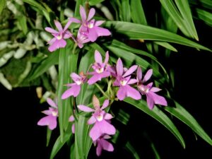 Epidendrum_centropetalum_Orchi_020-1