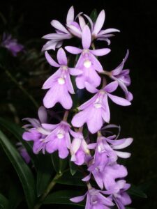 Epidendrum_centropetalum_Orchi_061