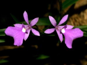 Epidendrum_centropetalum_Orchi_2013-03-30_007