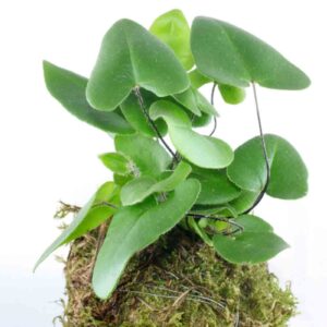 Hemionitis-arifolia-3
