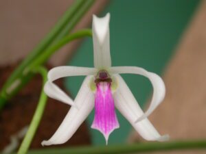 Leptotes_bicolor_048