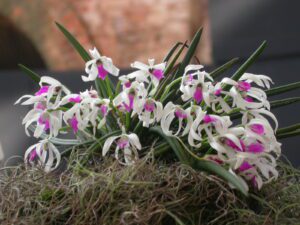 Leptotes_bicolor_097